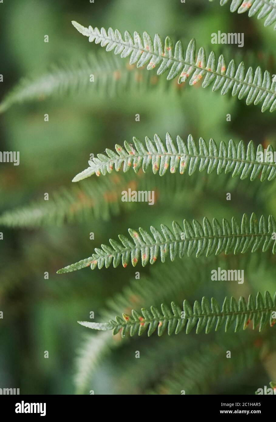 Green fern texture hi-res stock photography and images - Alamy