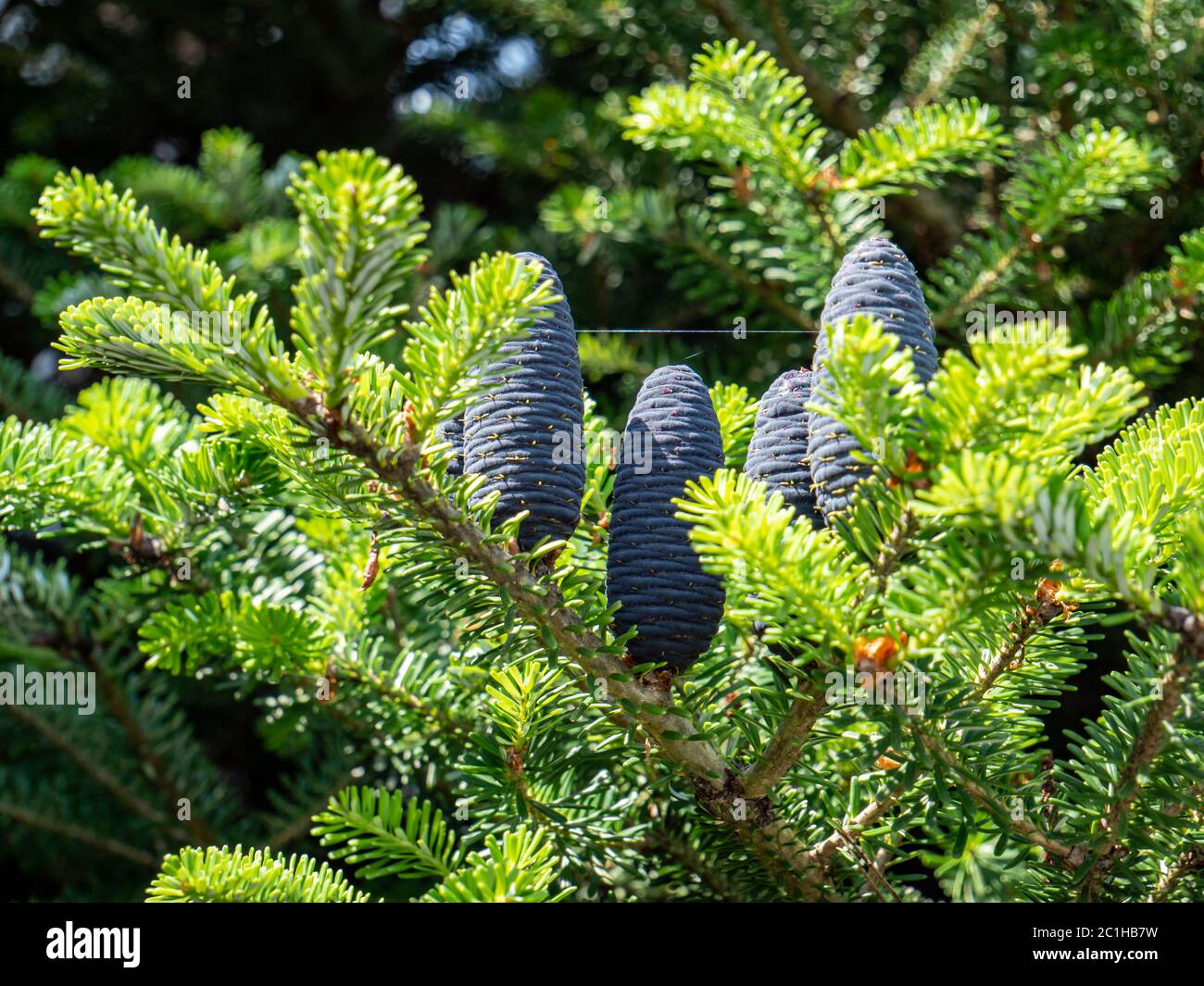 Cones of a Korean fir Abies koreana Stock Photo