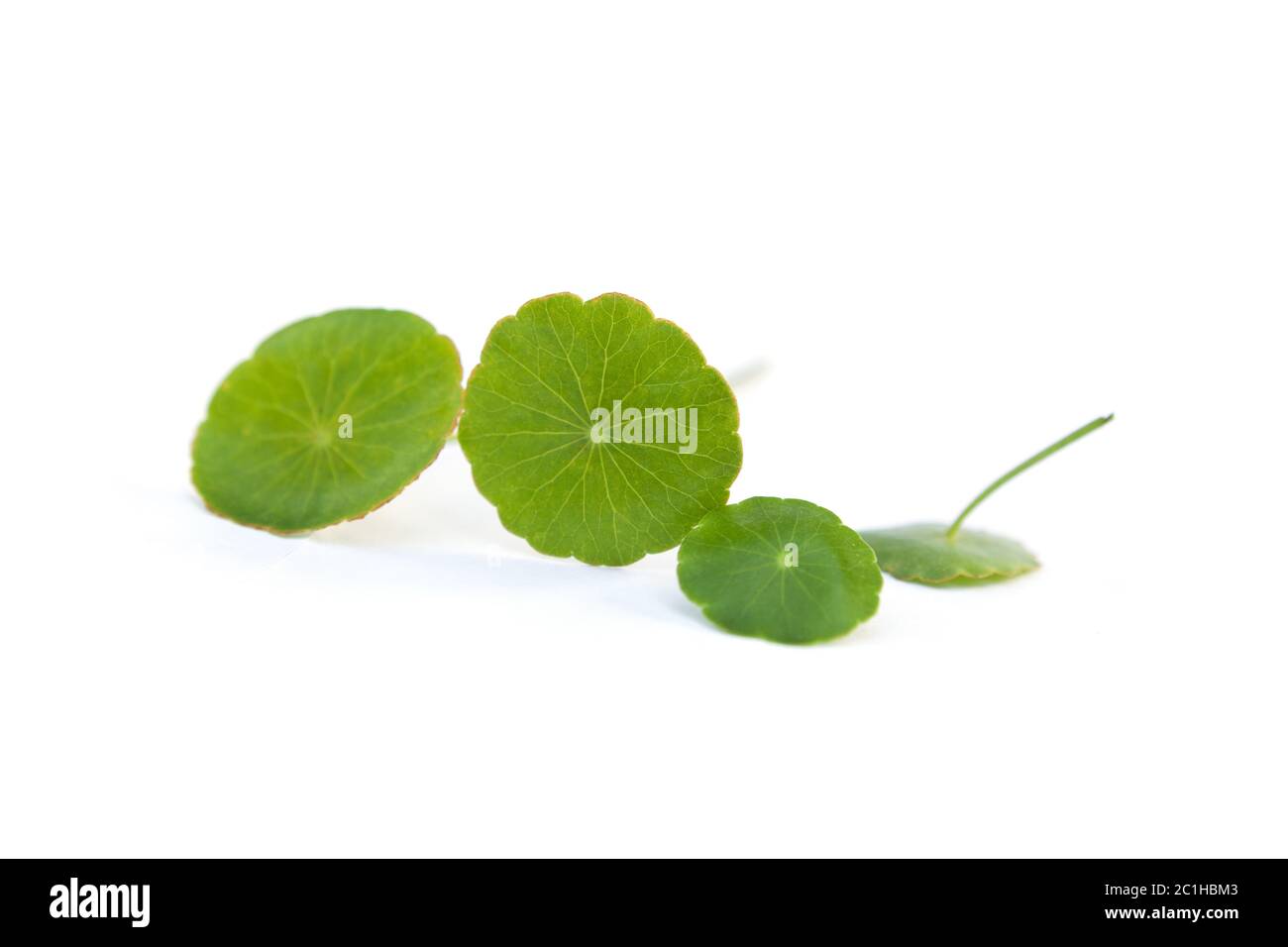 Asiatic pennywort leaves. Stock Photo
