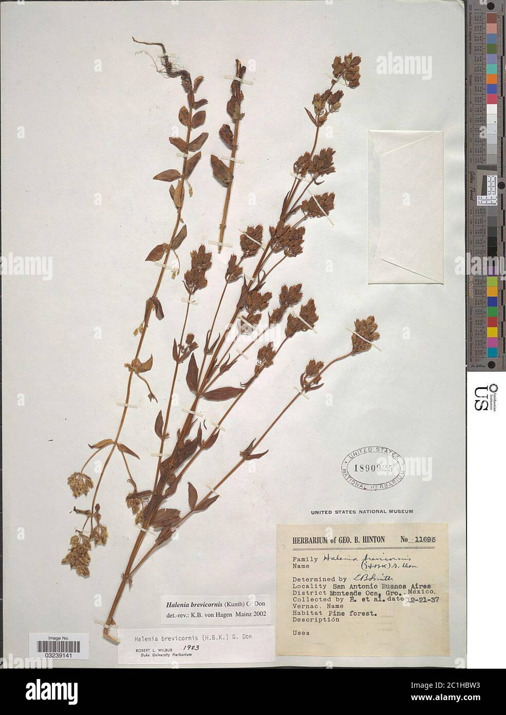Halenia brevicornis Kunth G Don Halenia brevicornis Kunth G Don. Stock Photo