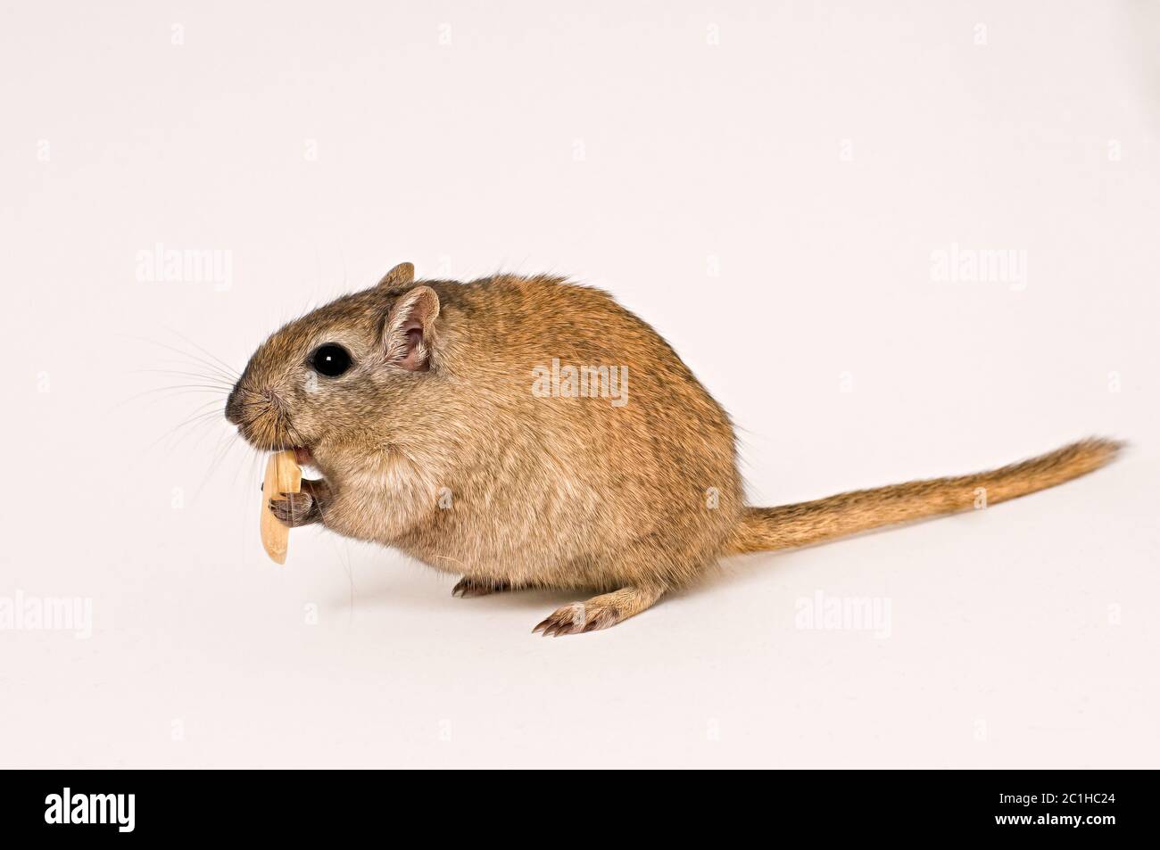 gerbil Stock Photo