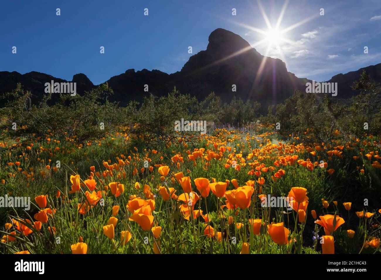 Picacho Peak Pinal County AZ / MARCH Mexican Gold Poppies carpet the