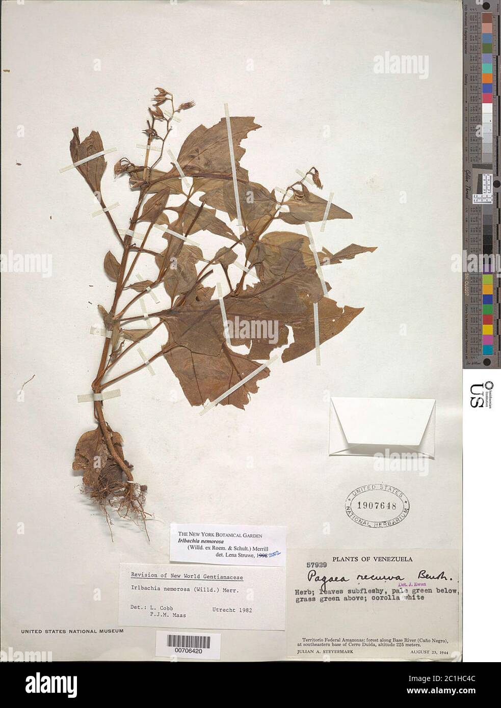 Irlbachia nemorosa Willd ex Roem Schult Merr Irlbachia nemorosa Willd ex Roem Schult Merr. Stock Photo