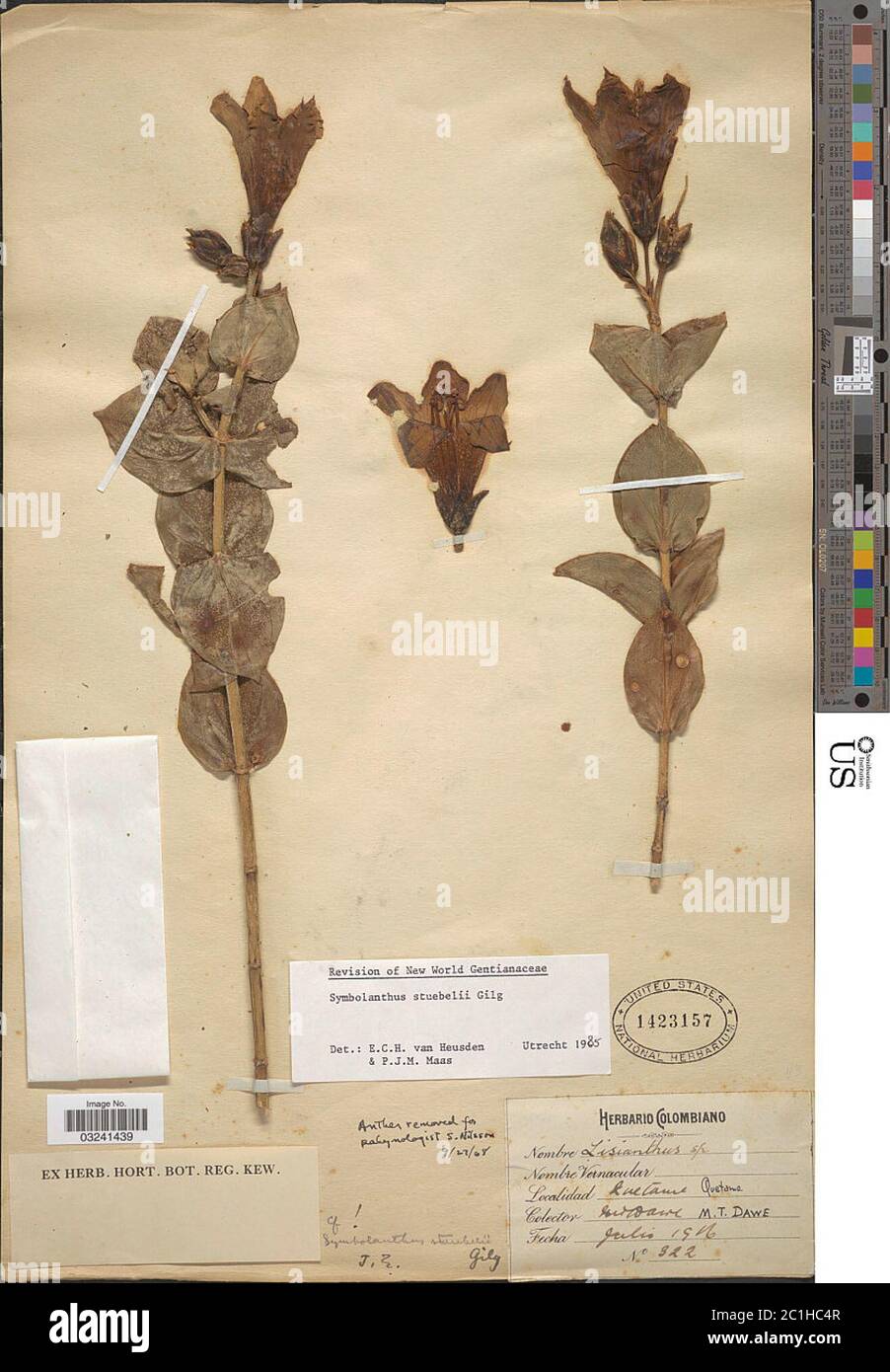 Symbolanthus stuebelii Gilg Symbolanthus stuebelii Gilg. Stock Photo
