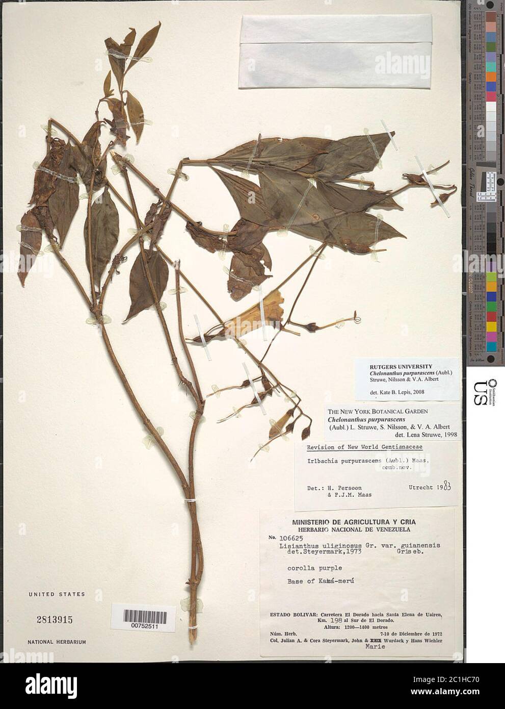 Chelonanthus purpurascens Aubl Struwe et al Chelonanthus purpurascens Aubl Struwe et al. Stock Photo