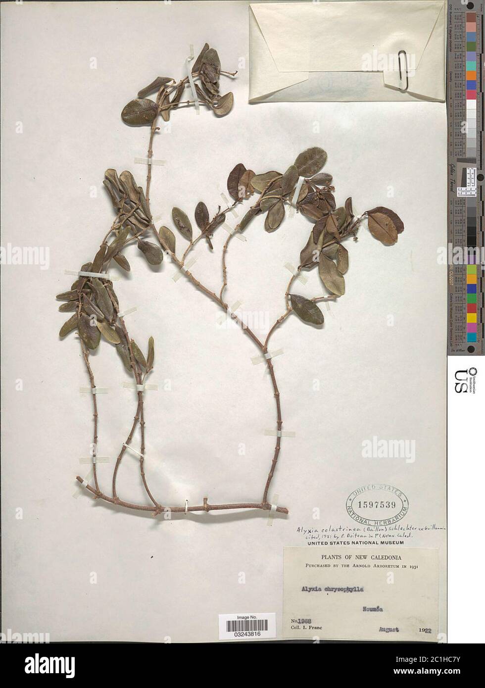 Alyxia celastrinea Schltr ex Guillaumin Alyxia celastrinea Schltr ex Guillaumin. Stock Photo