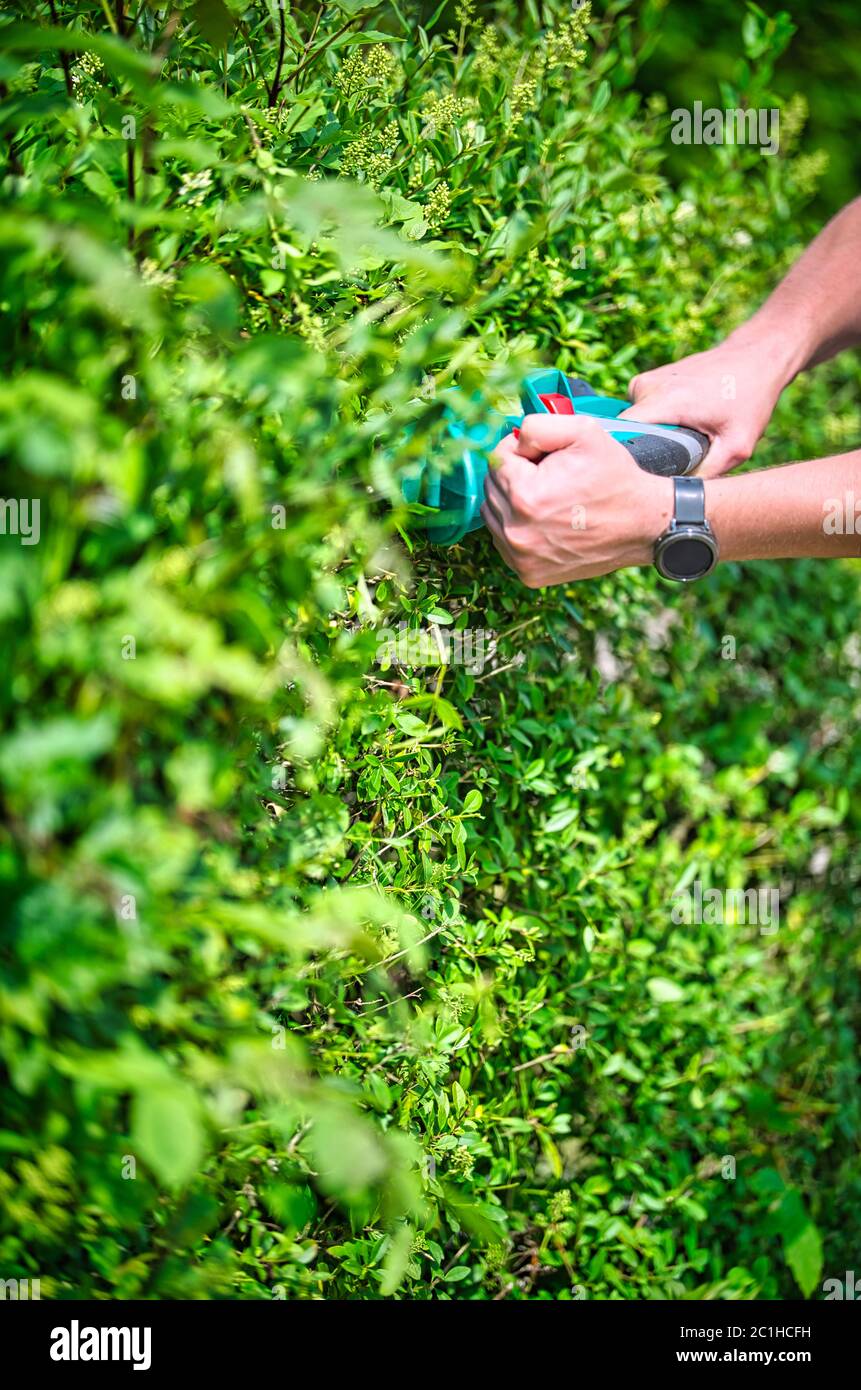 Cut the hedge with the hedge trimmer Stock Photo Alamy