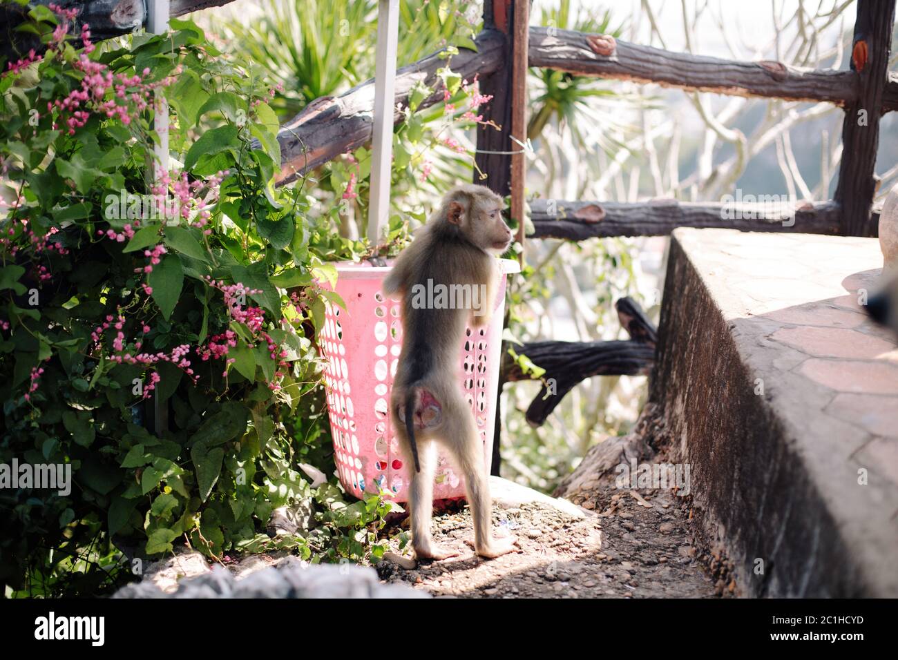 A young monkey looking in a rubbish/trash bin in Da Nang, Vietnam Stock Photo