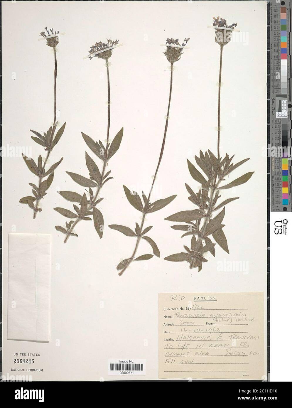 Pentanisia angustifolia Hochst Hochst Pentanisia angustifolia Hochst Hochst. Stock Photo