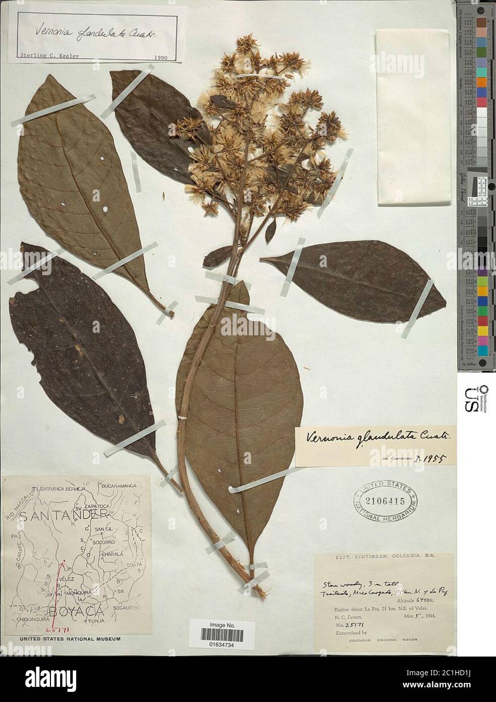 Critoniopsis glandulata Cuatrec H Rob Critoniopsis glandulata Cuatrec H Rob. Stock Photo