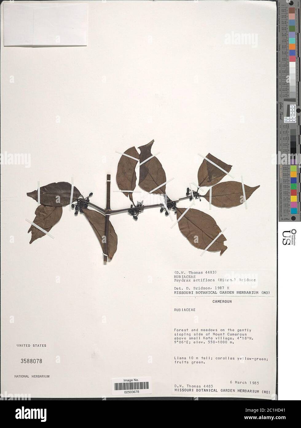 Psydrax acutiflora Hiern Bridson Psydrax acutiflora Hiern Bridson. Stock Photo