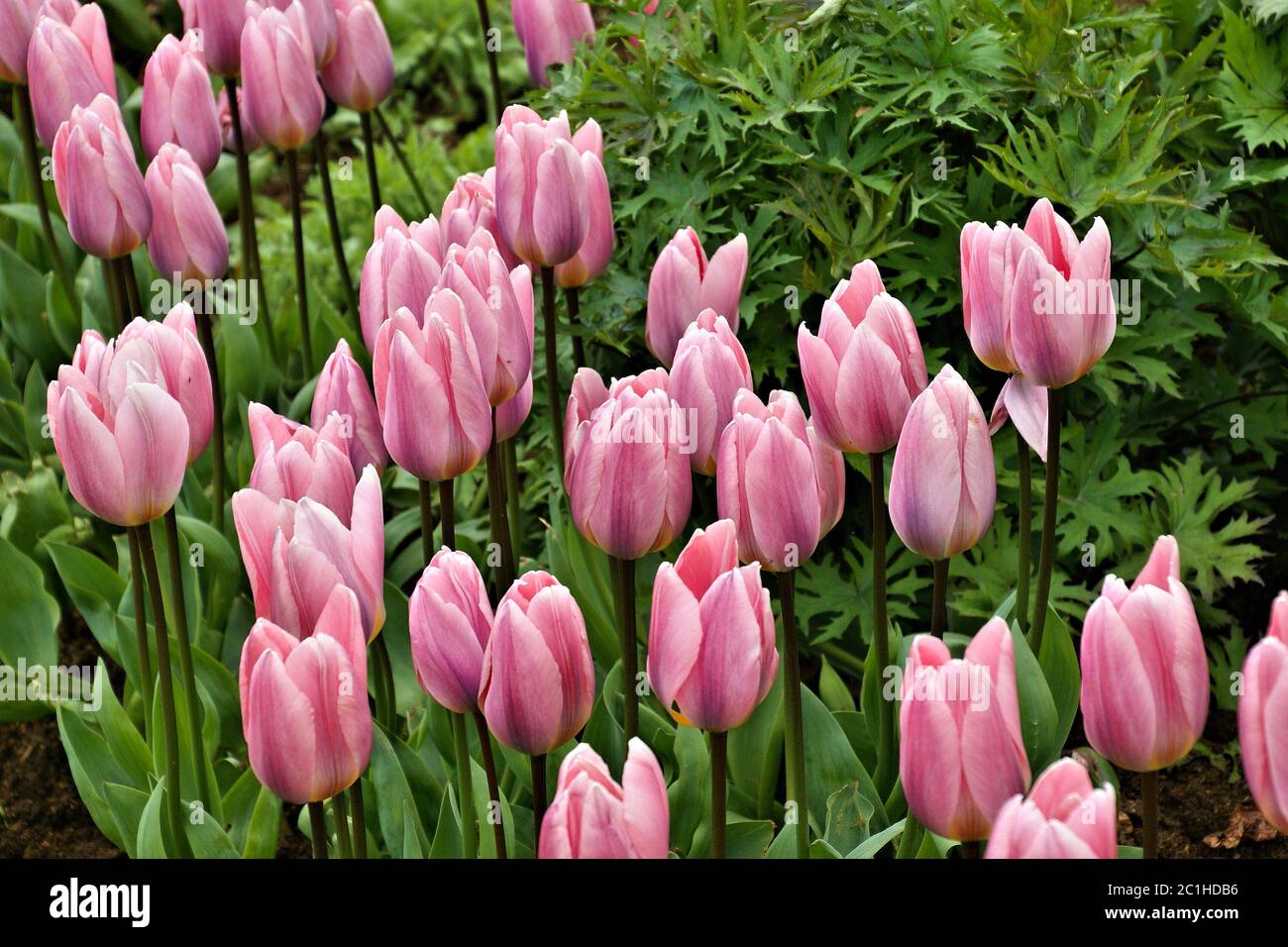Tulip motif hi-res stock photography and images - Alamy