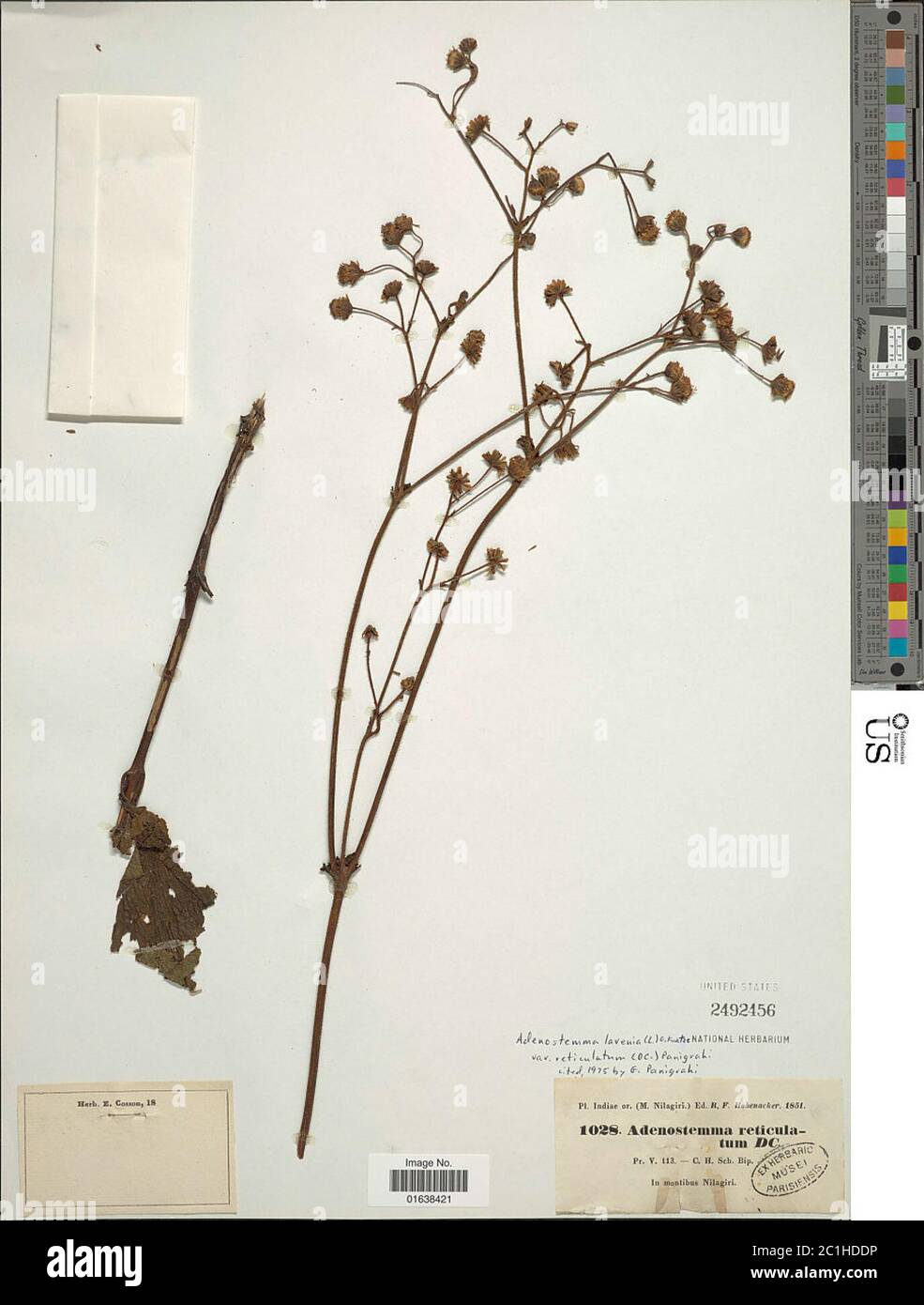 Adenostemma lavenia var reticulatum Adenostemma lavenia var reticulatum. Stock Photo