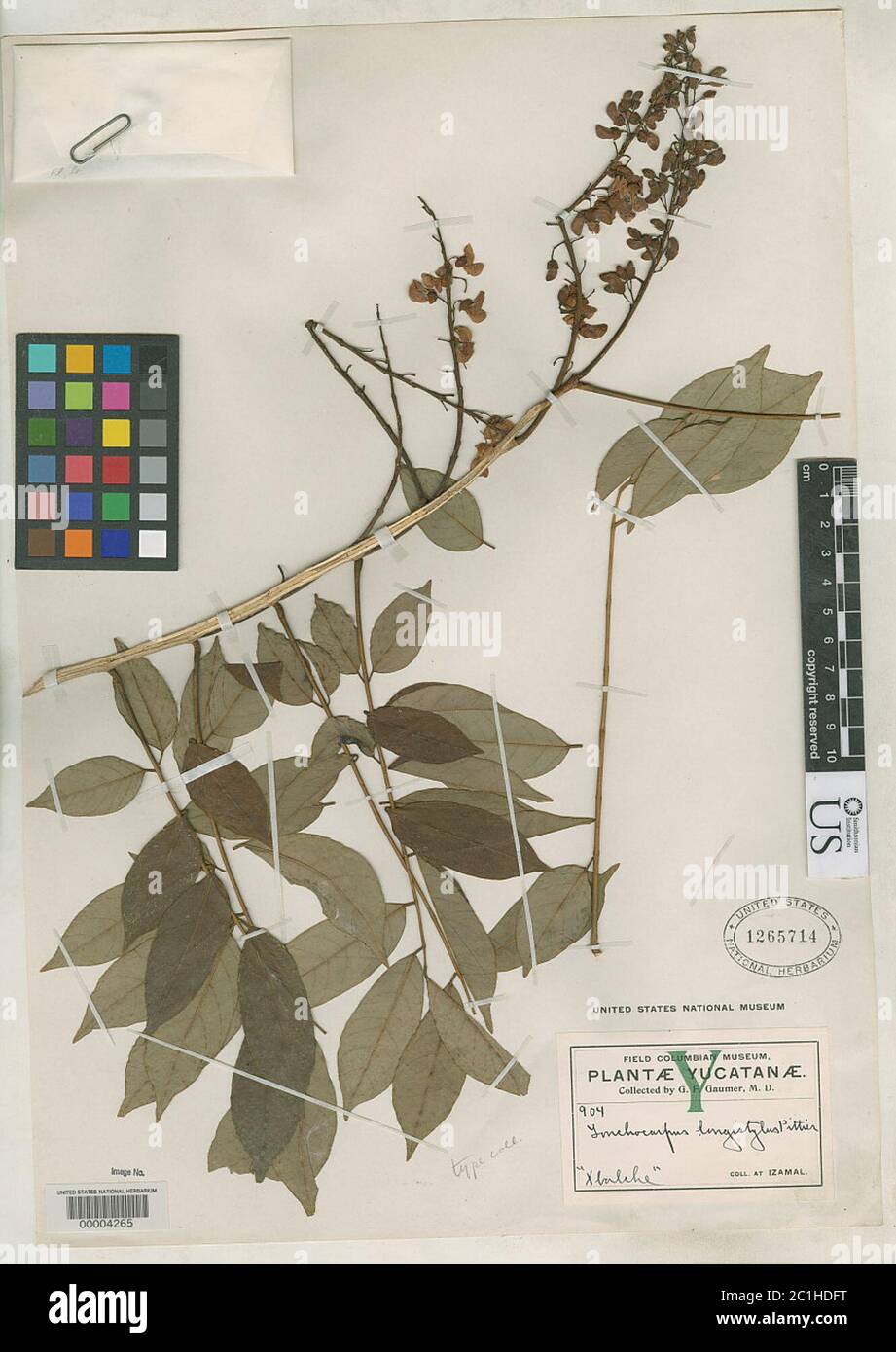 Lonchocarpus longistylus Pittier Lonchocarpus longistylus Pittier. Stock Photo