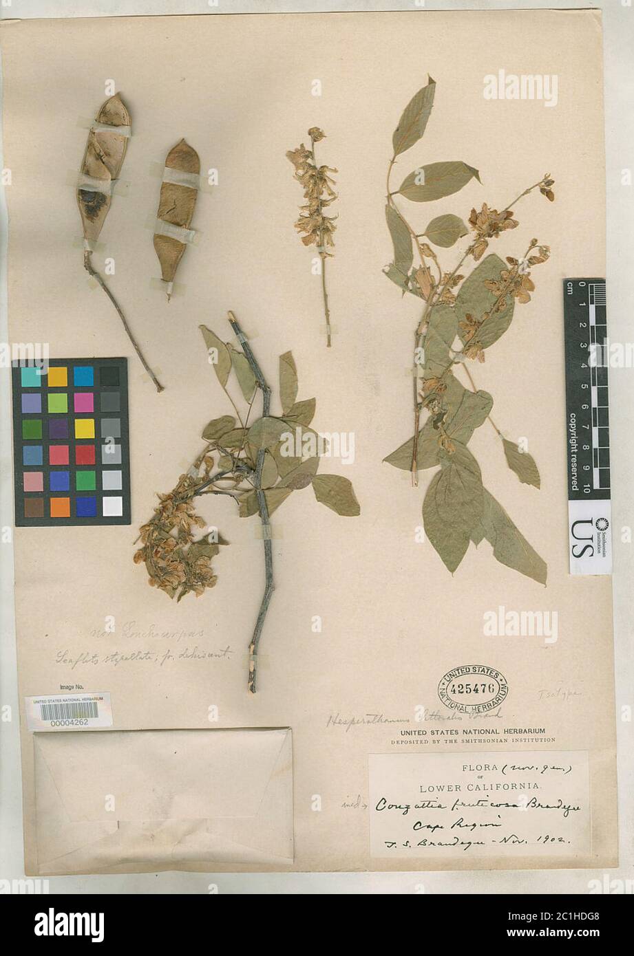 Lonchocarpus littoralis Brandegee Lonchocarpus littoralis Brandegee. Stock Photo