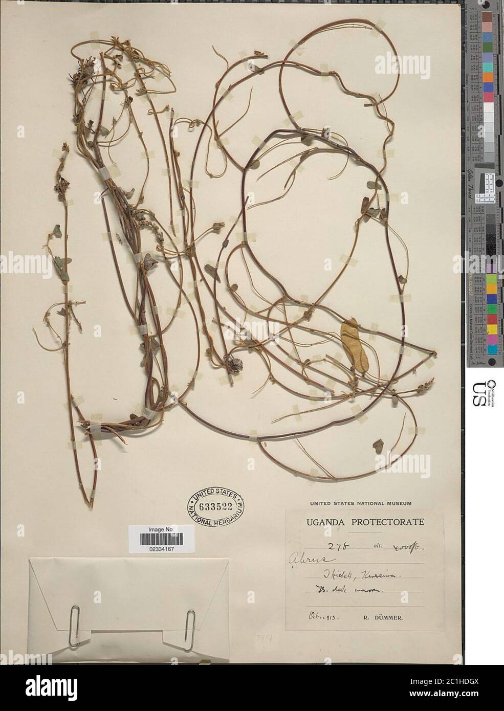 Abrus sp Abrus sp Stock Photo Alamy