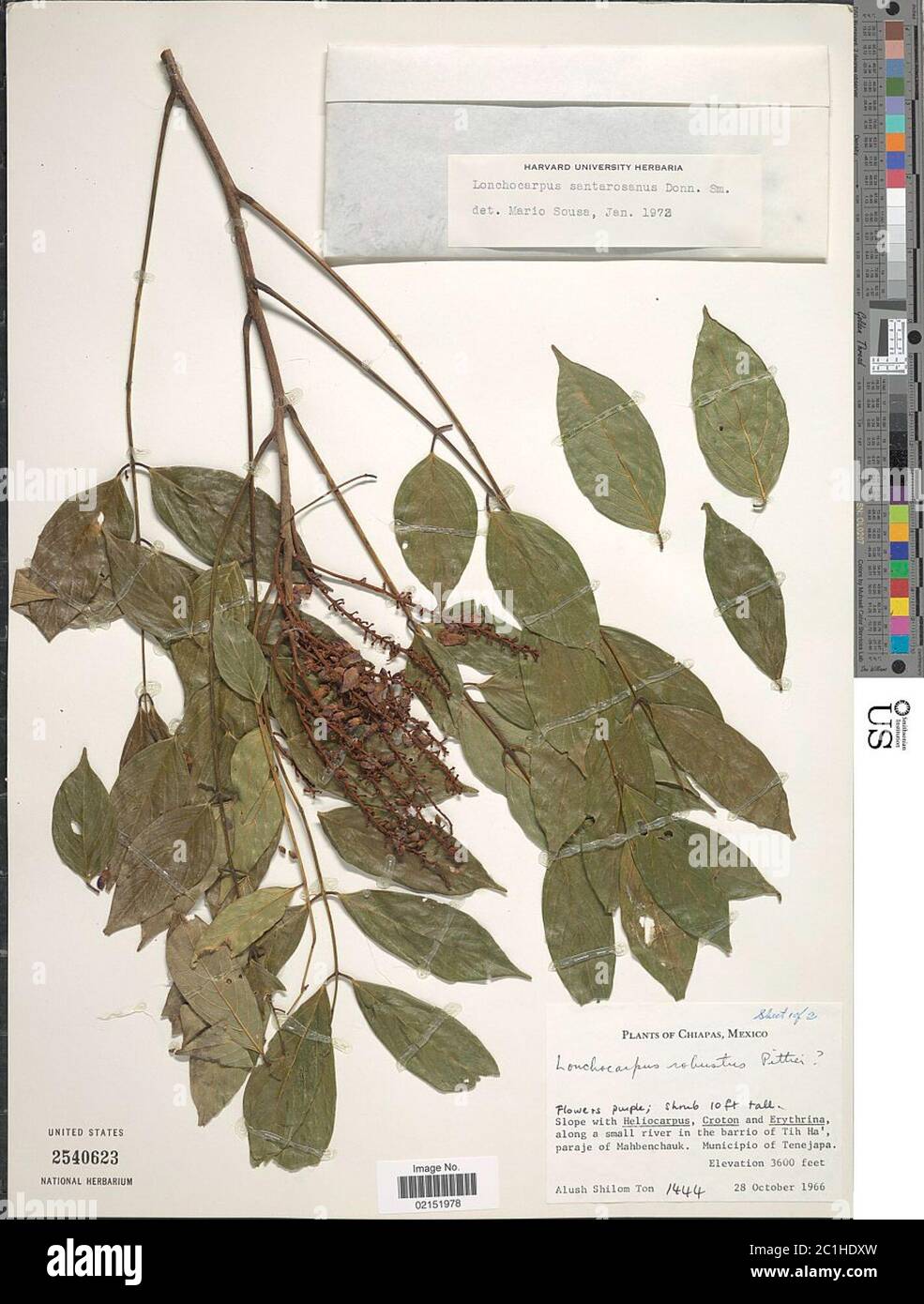 Lonchocarpus santarosanus Donn Sm Lonchocarpus santarosanus Donn Sm. Stock Photo
