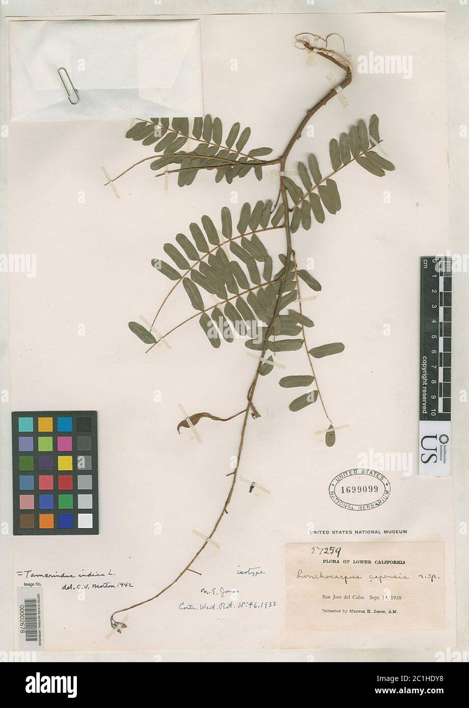 Lonchocarpus capensis ME Jones Lonchocarpus capensis ME Jones. Stock Photo