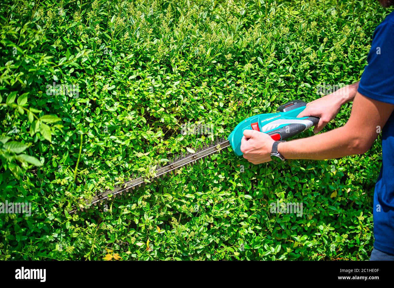 Cut the hedge with the hedge trimmer Stock Photo Alamy