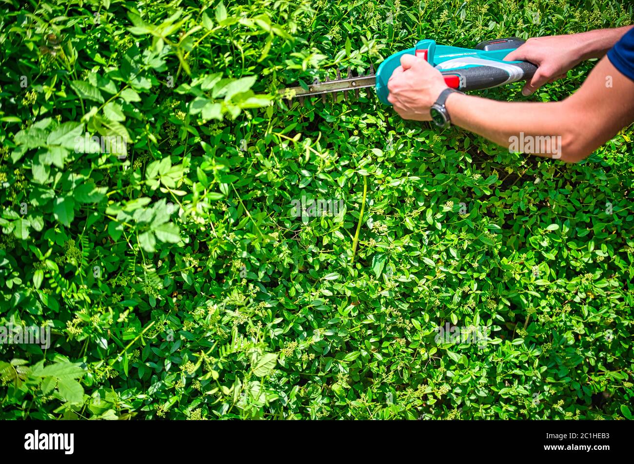 Cut the hedge with the hedge trimmer Stock Photo Alamy