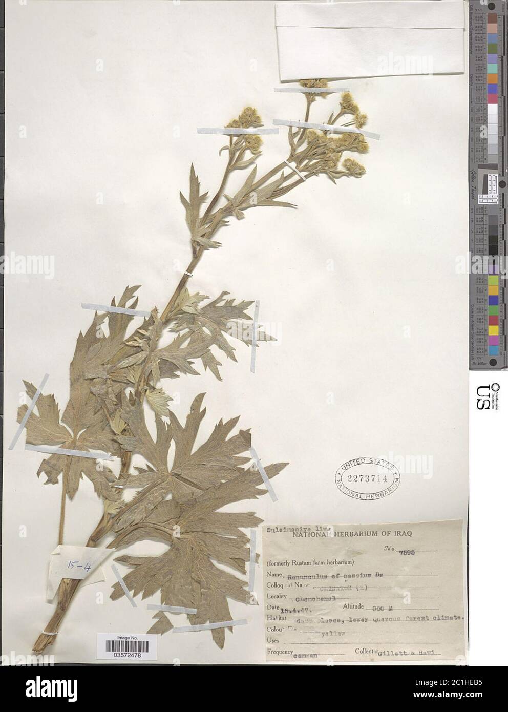 Ranunculus cassius Boiss Ranunculus cassius Boiss. Stock Photo