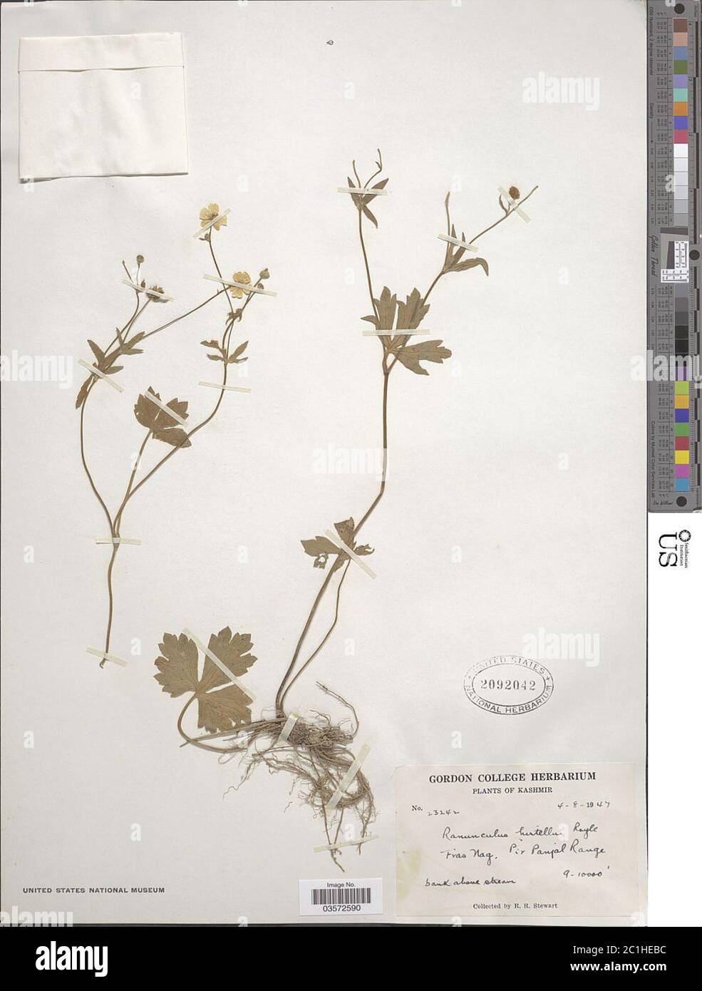 Ranunculus hirtellus Royle Ranunculus hirtellus Royle. Stock Photo