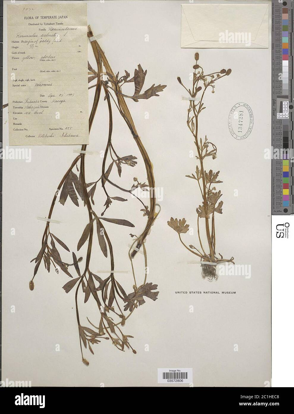 Ranunculus sceleratus L Ranunculus sceleratus L. Stock Photo