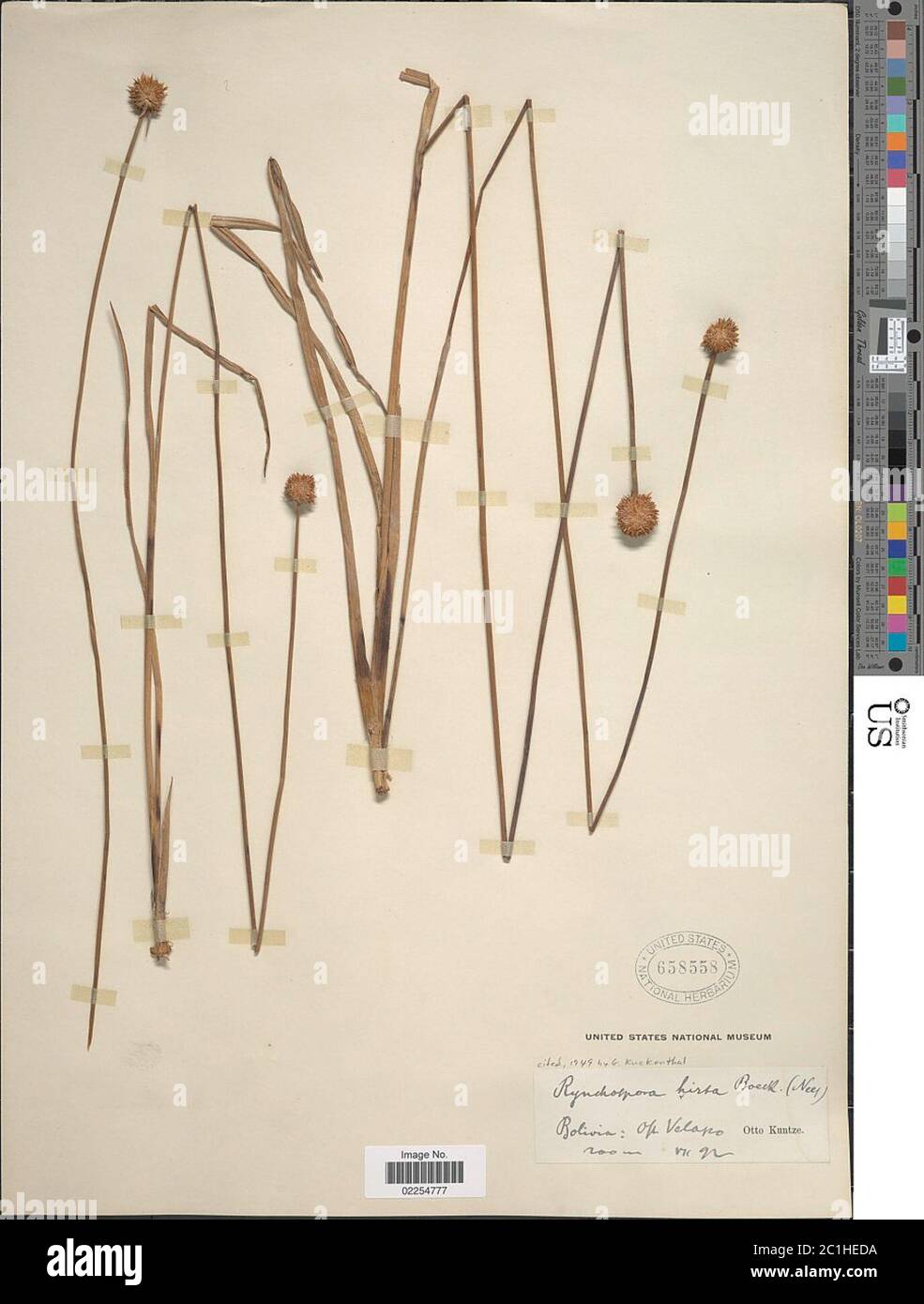 Tall flower stems hi-res stock photography and images - Alamy