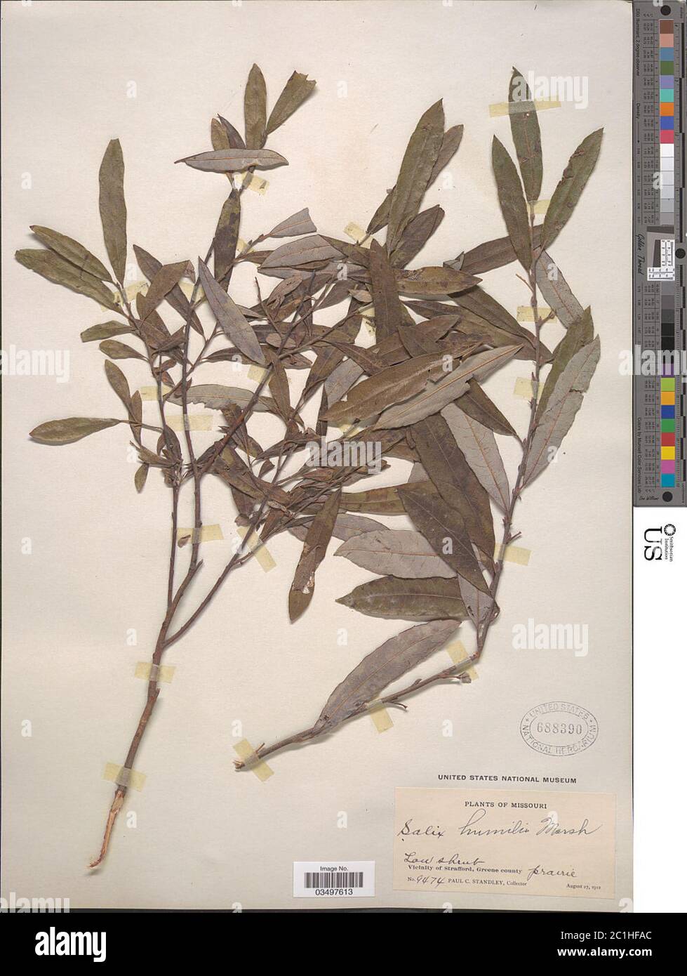 Salix humilis Marshall Salix humilis Marshall Stock Photo - Alamy