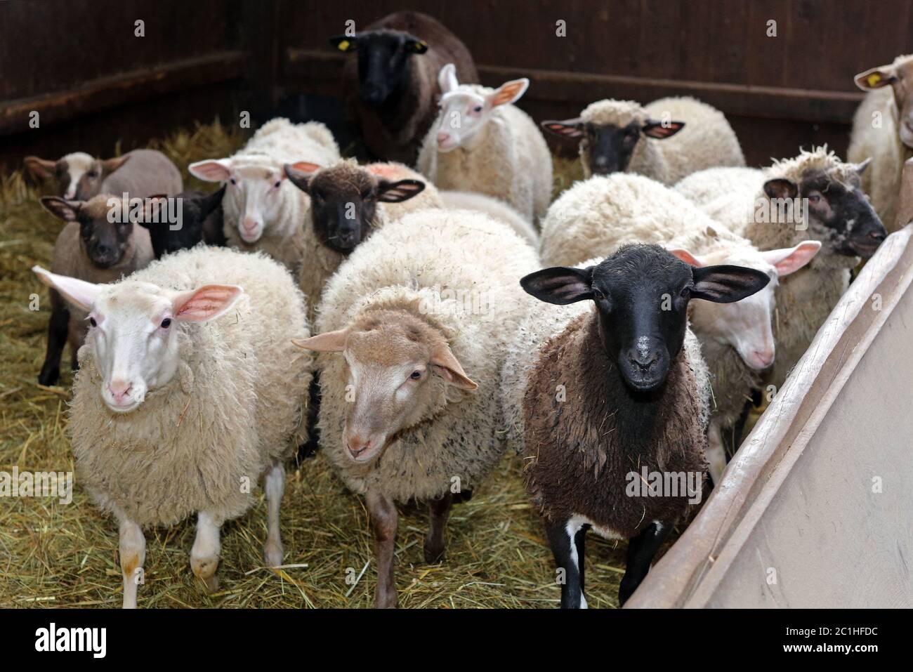 Group Large Ruminants Group animals hi-res stock photography and images - Alamy