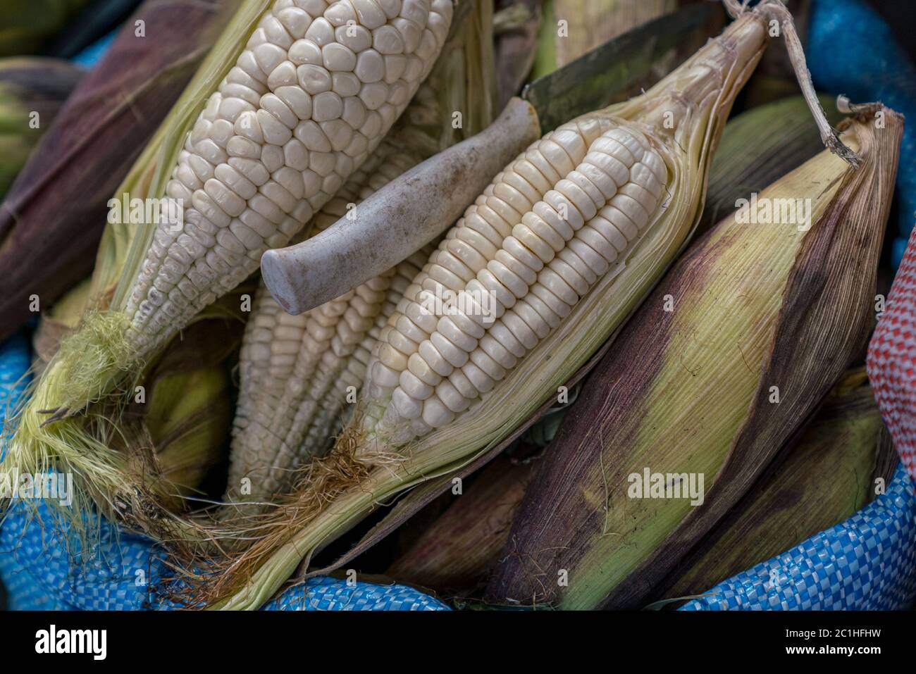 Cobs Of White Corn Called Choclo (Spanish), In English
