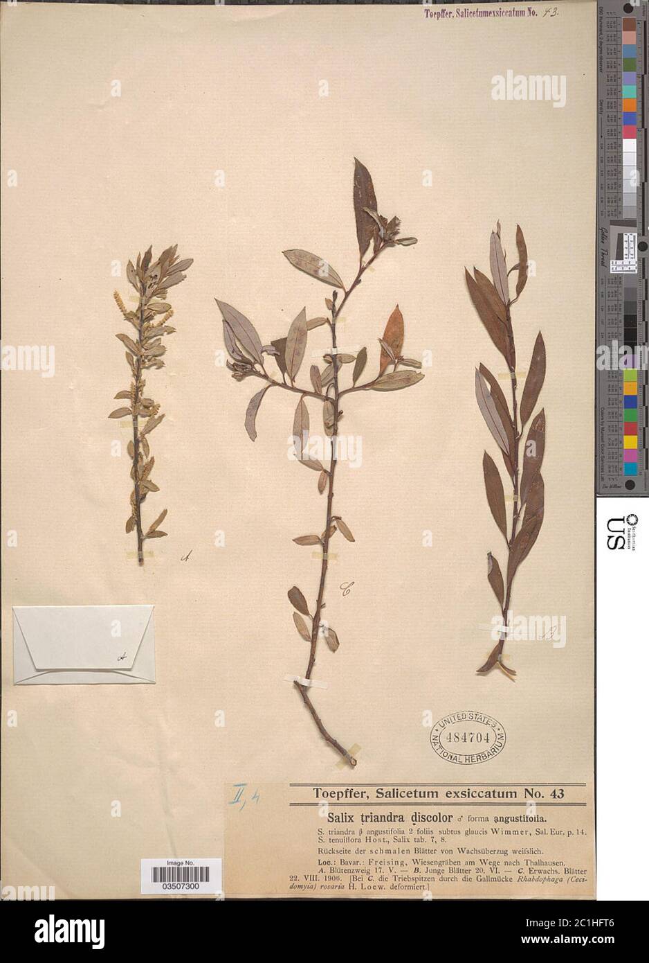 Salix triandra var discolor f angustifolia Salix triandra var discolor f angustifolia. Stock Photo