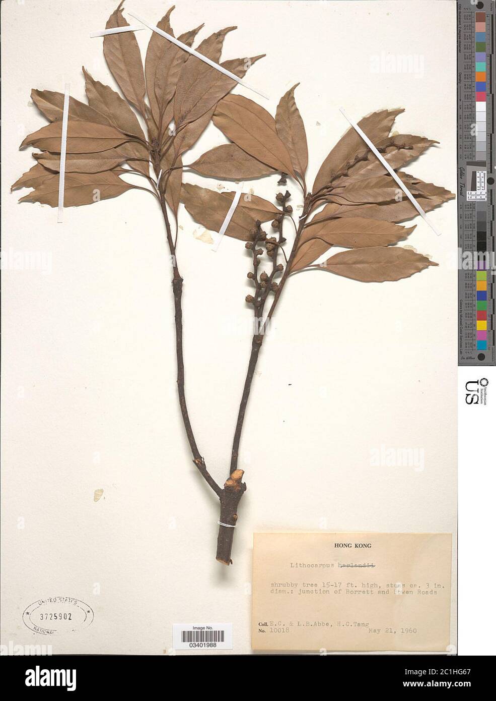 Lithocarpus harlandii Hance ex Walp Rehder Lithocarpus harlandii Hance ex Walp Rehder. Stock Photo