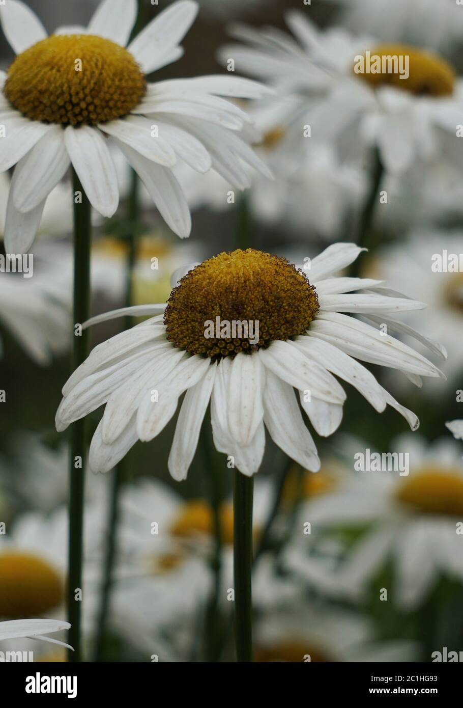 White daisy flower hi-res stock photography and images - Alamy