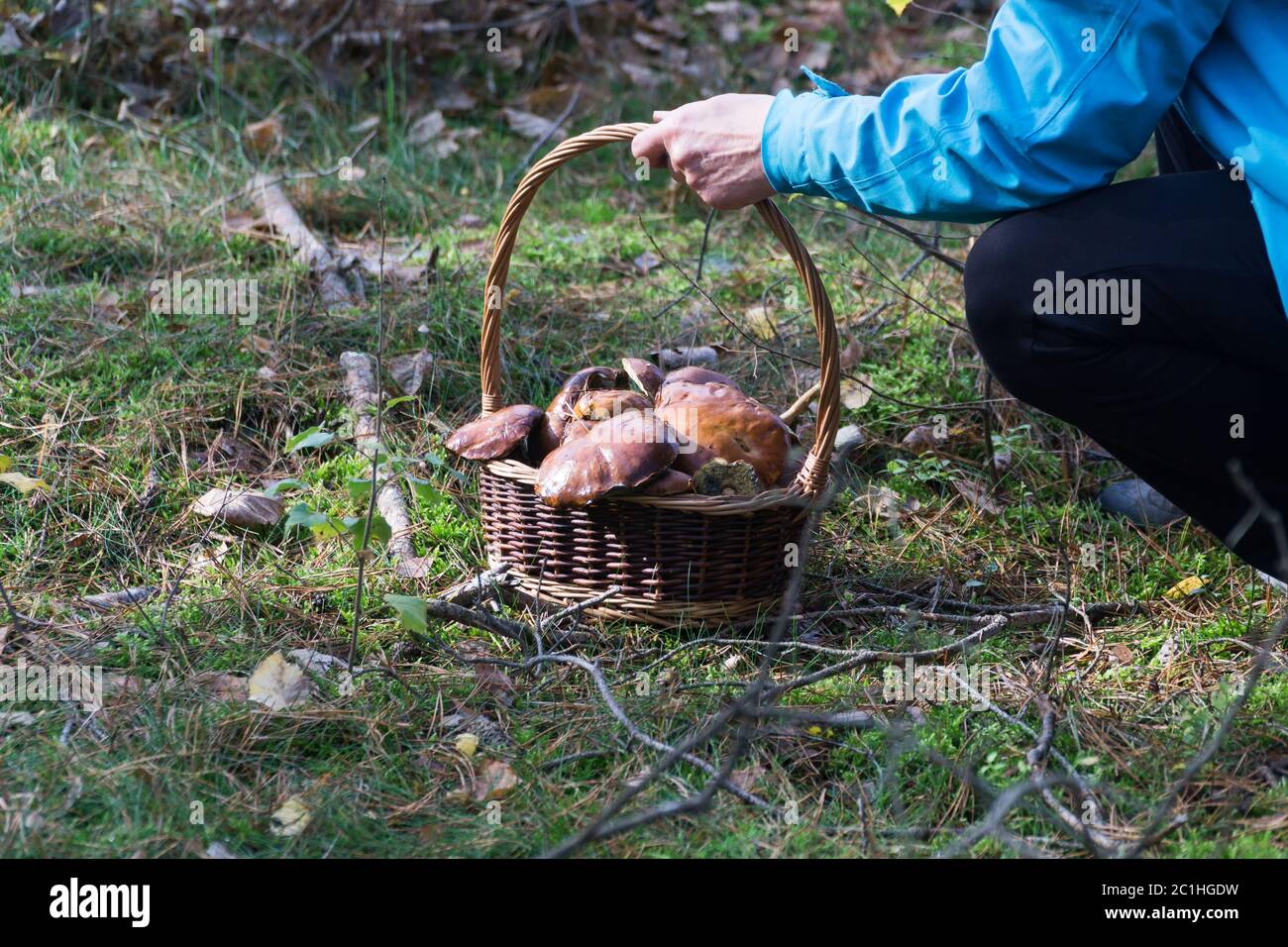 Woman picks wild mushrooms (bay boletes) in the autumn forest into a wicker basket. Stock Photo