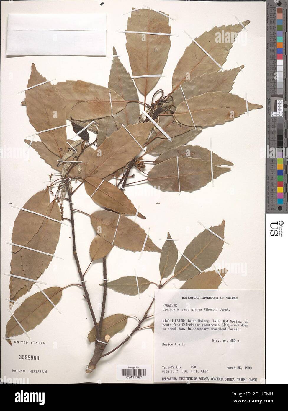 Quercus glauca Quercus glauca Stock Photo Alamy