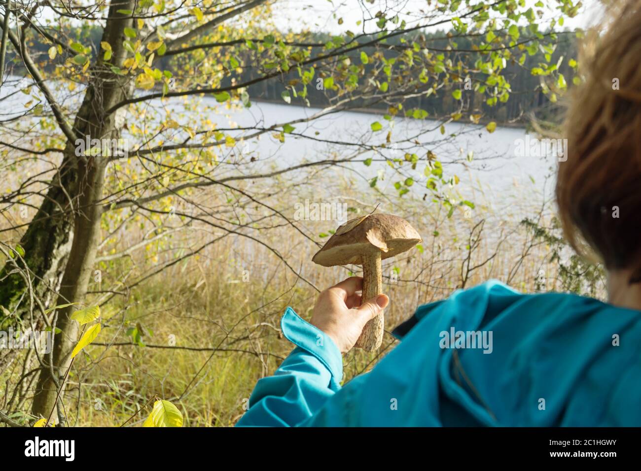 Autumn mushrooming in the forest. A woman holding a mushroom (birch bolete) in her hand. Stock Photo