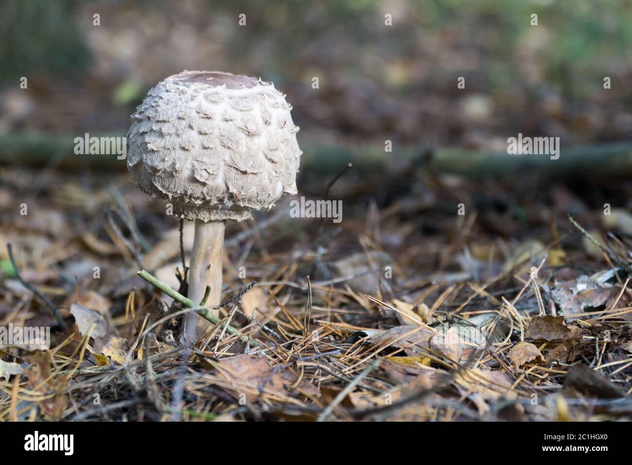 Wild mushroom (the parasol mushroom) growing in natural forest in autumn. Selective focus. Stock Photo