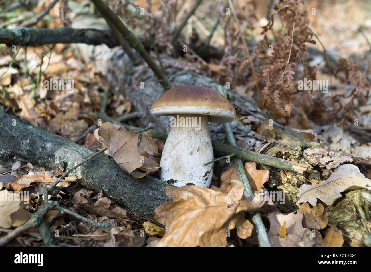 Wild mushroom (Boletus) growing in natural forest in autumn. Selective focus. Stock Photo