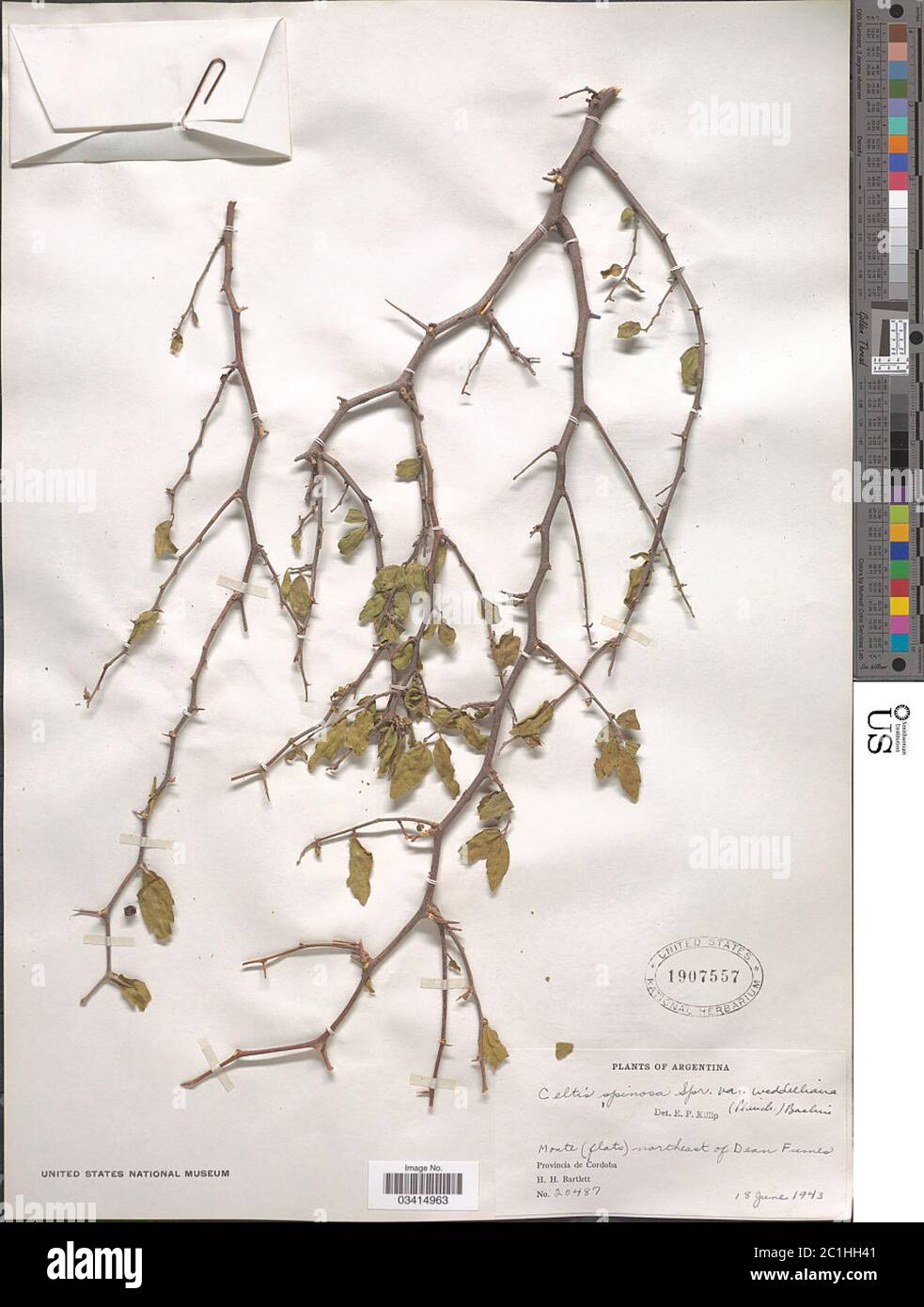 Celtis spinosa var weddelliana Planch Baehni Celtis spinosa var weddelliana Planch Baehni. Stock Photo