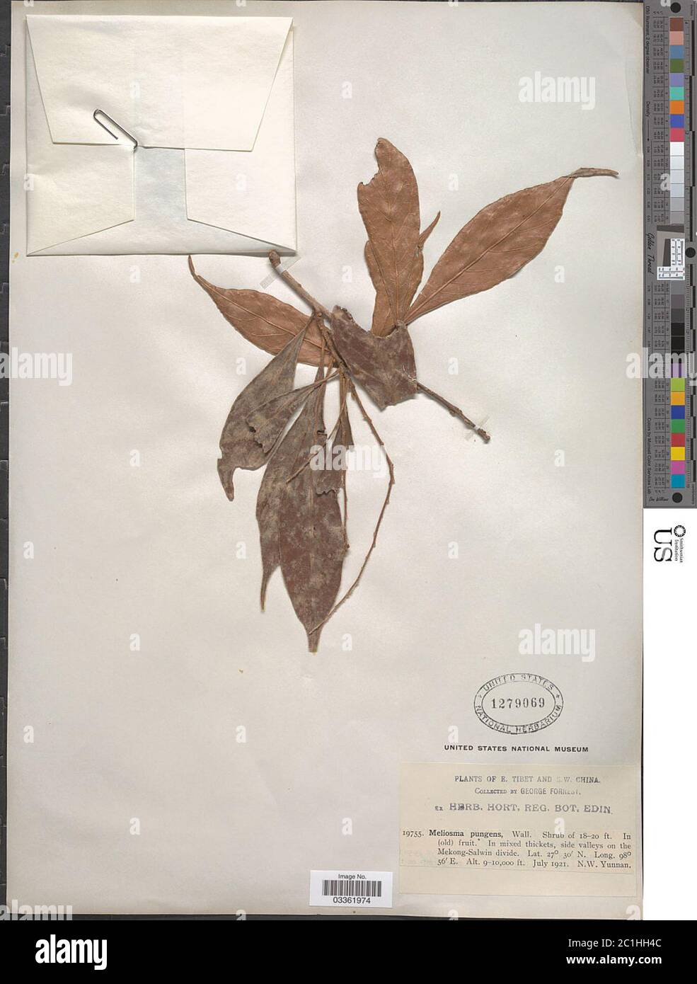 Meliosma yunnanensis Franch Meliosma yunnanensis Franch. Stock Photo