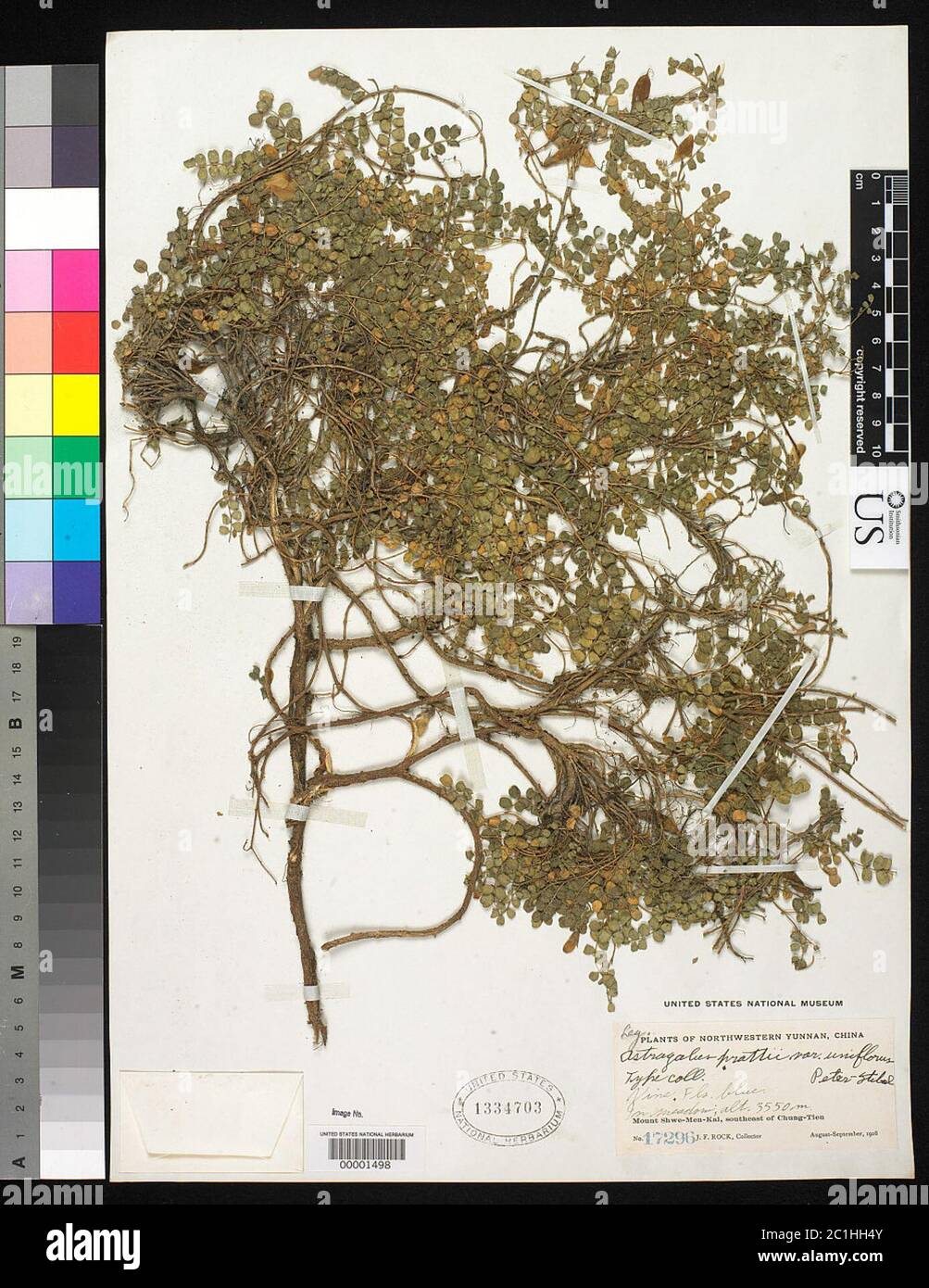Astragalus prattii var uniflorus E Peter Astragalus prattii var uniflorus E Peter. Stock Photo