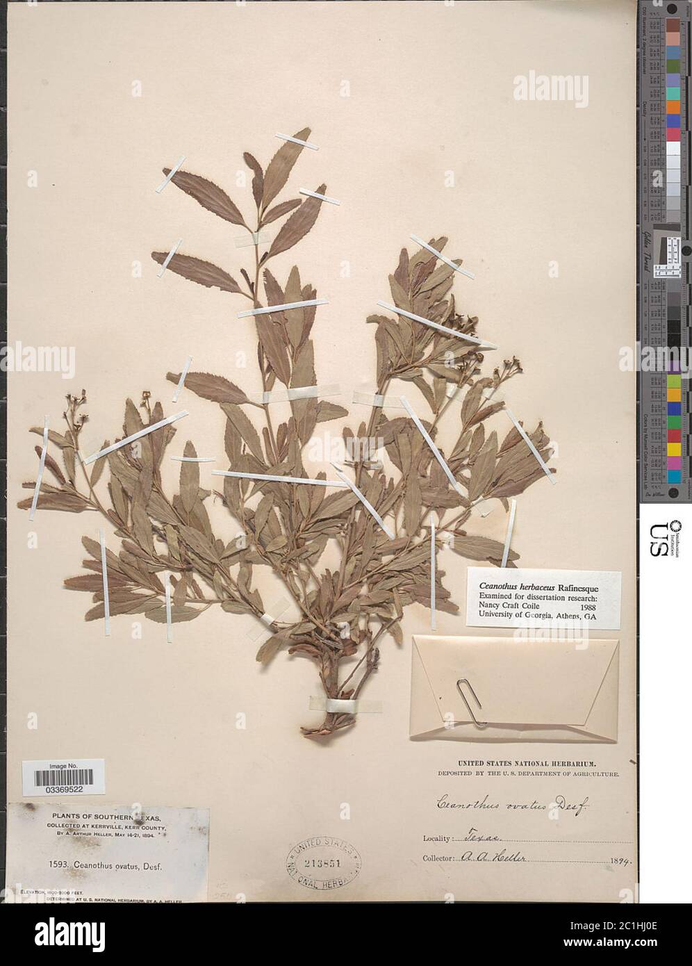 Ceanothus ovatus Ceanothus ovatus Stock Photo Alamy