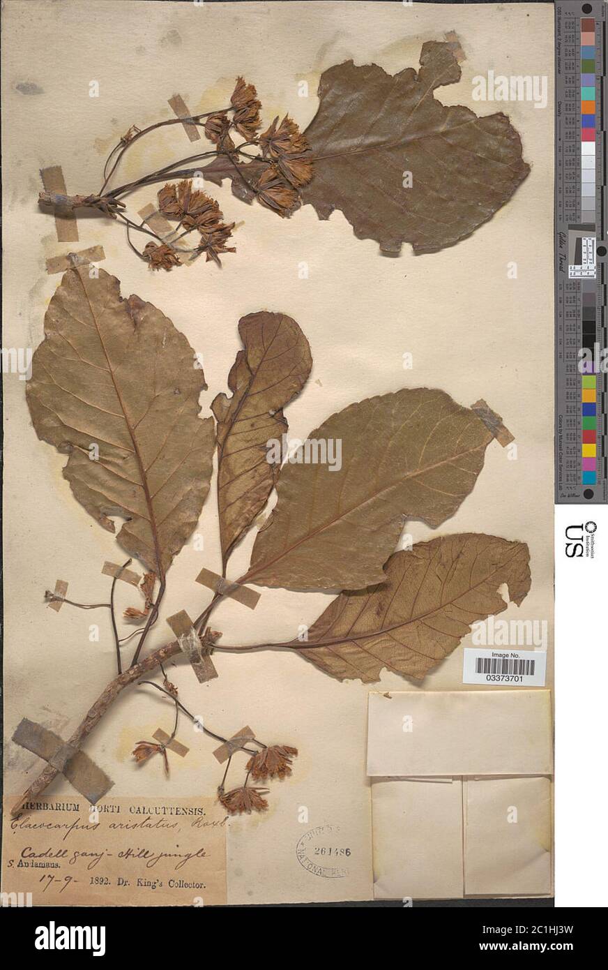 Elaeocarpus aristatus Elaeocarpus aristatus. Stock Photo