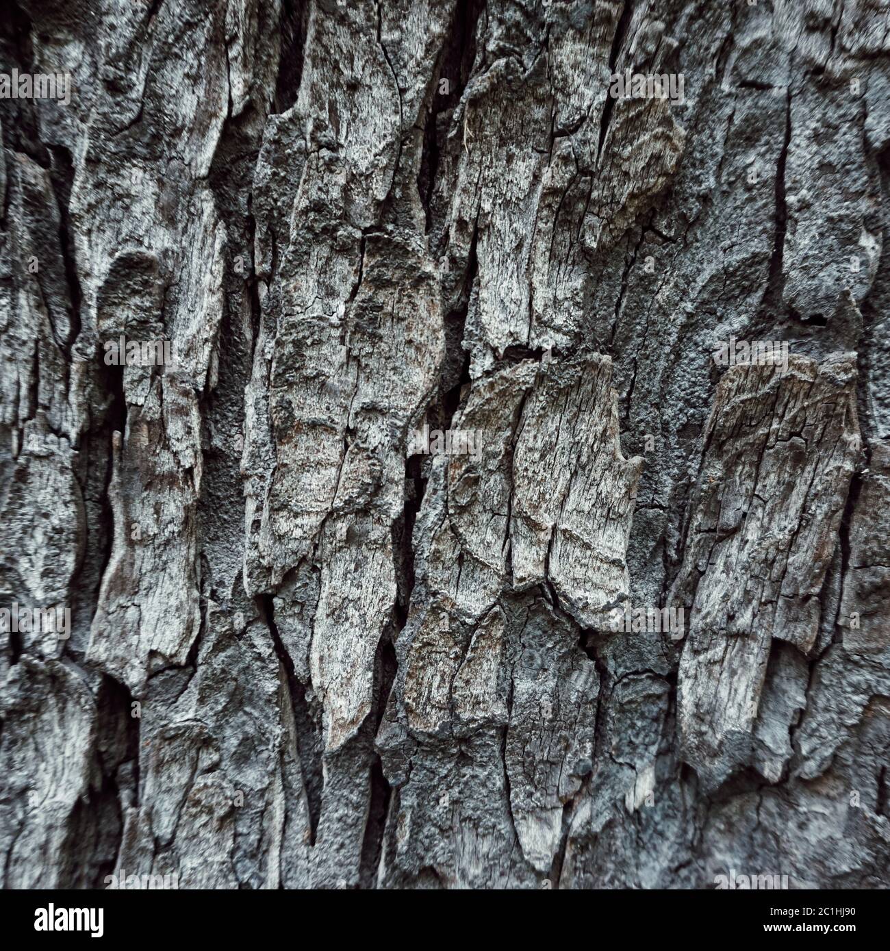 tree trunk texture pattern Stock Photo