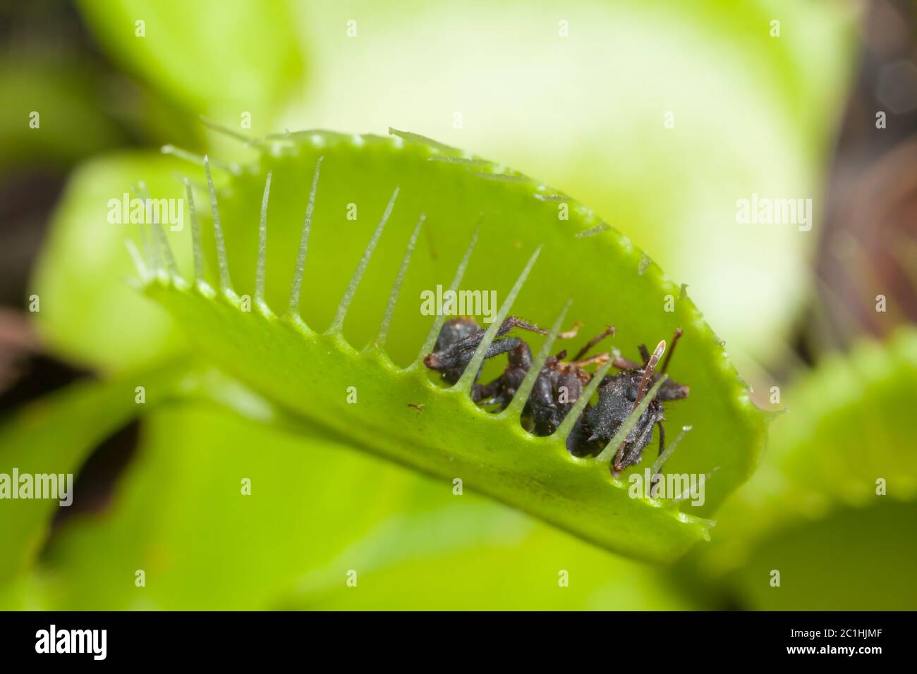 Venus flytrap leaf eating fly Stock Photo Alamy