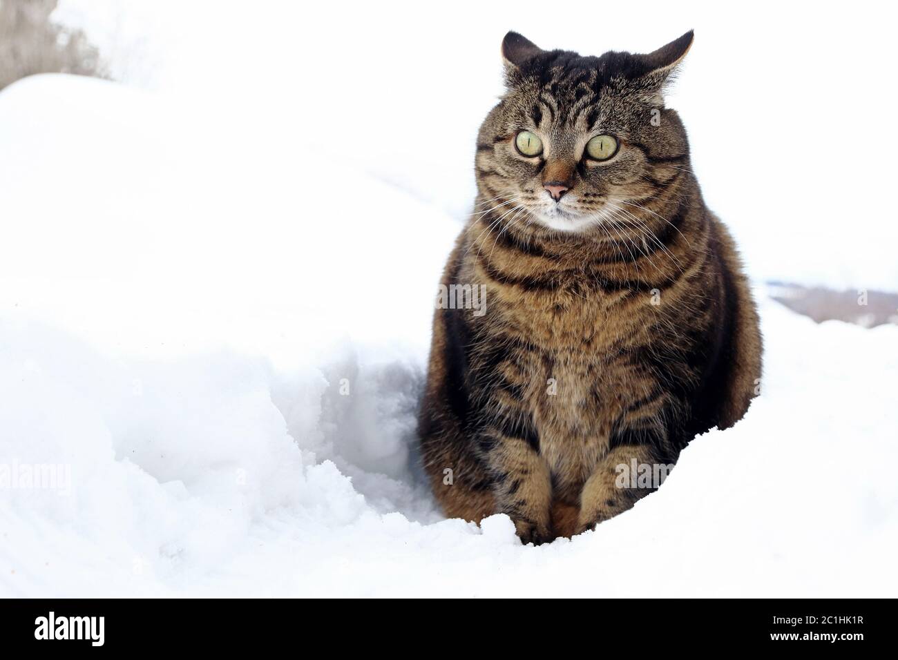 Small hotsell fat cat