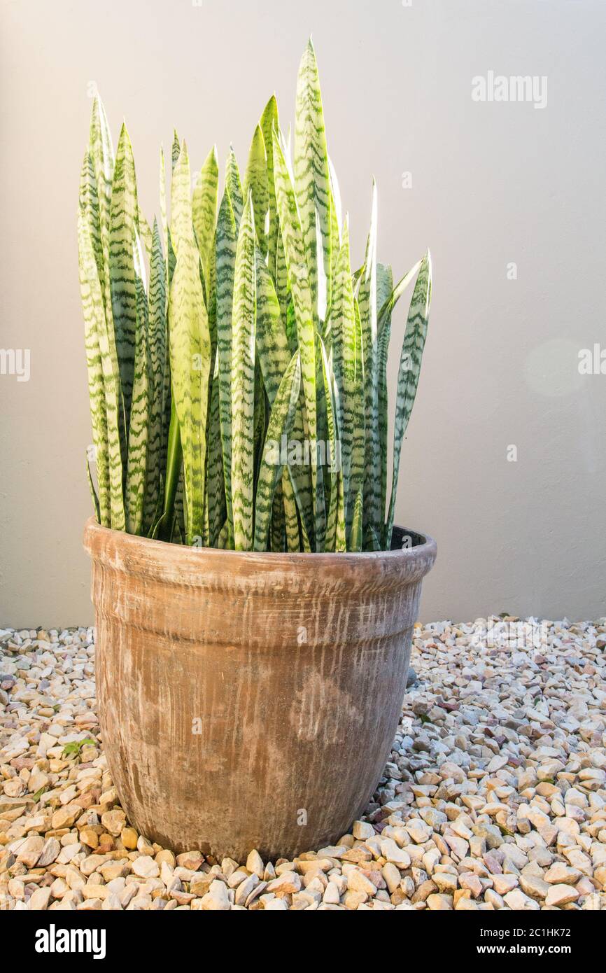 Spiky dessert plant with variegated leaves in clay plant pot on pebbles next to garden wall Stock Photo