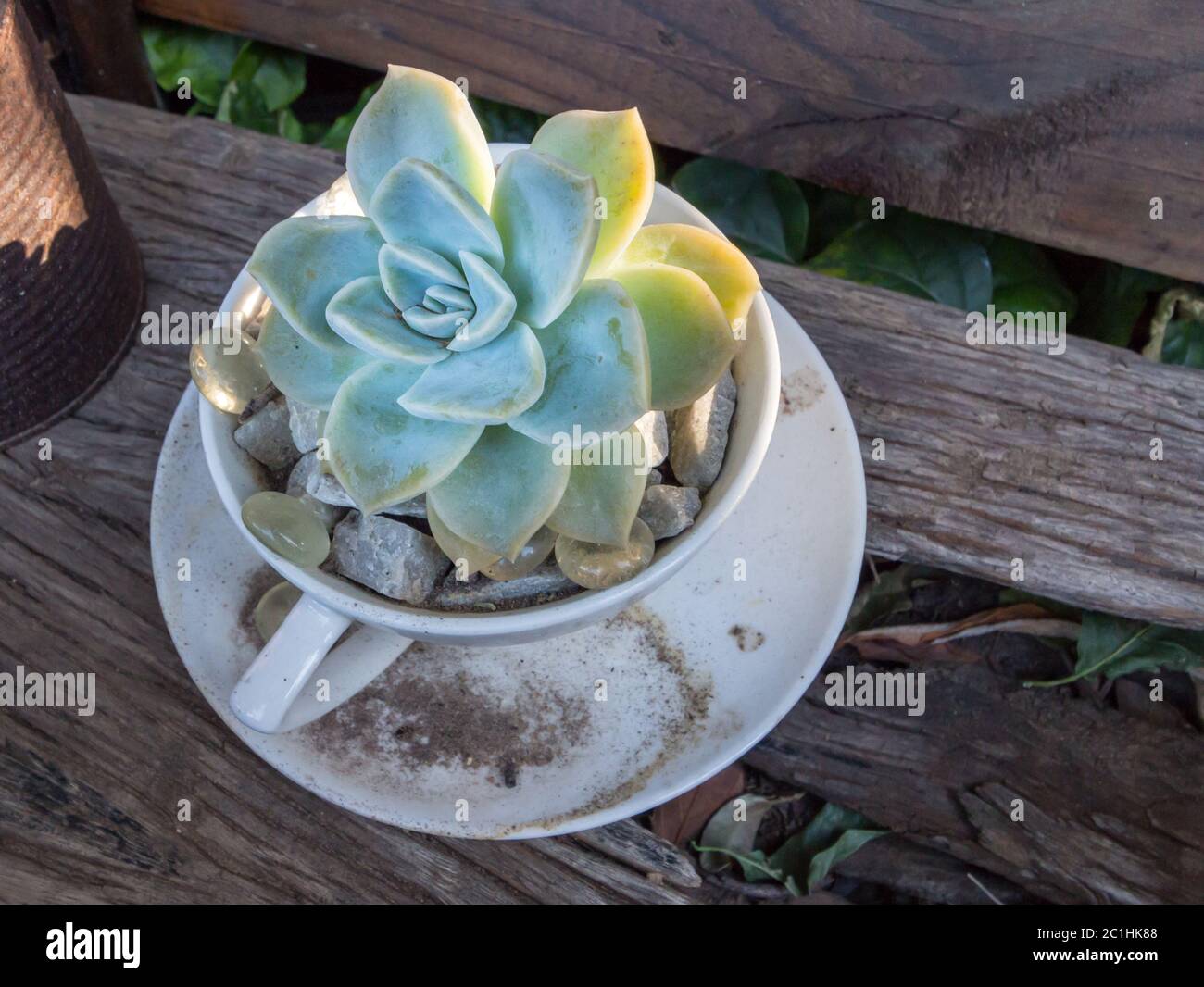 Small succulent plant in teacup in garden close up Stock Photo