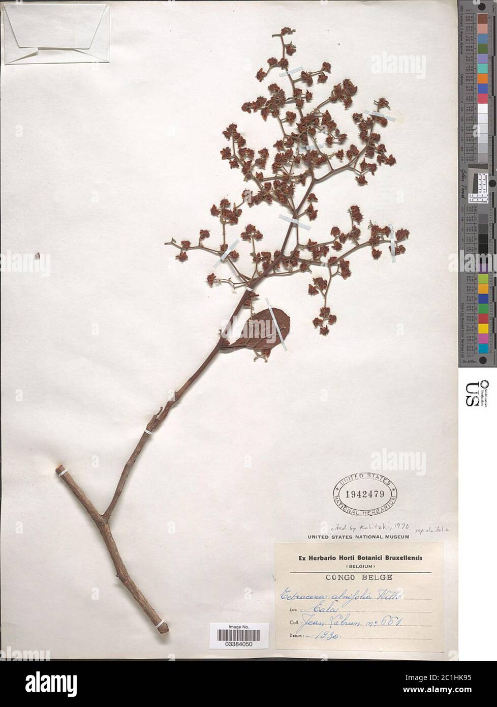 Tetracera alnifolia Willd Tetracera alnifolia Willd. Stock Photo